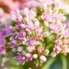Sedum 'Sunsparkler Lime Zinger' -Bloom And Harvest PB0647 1