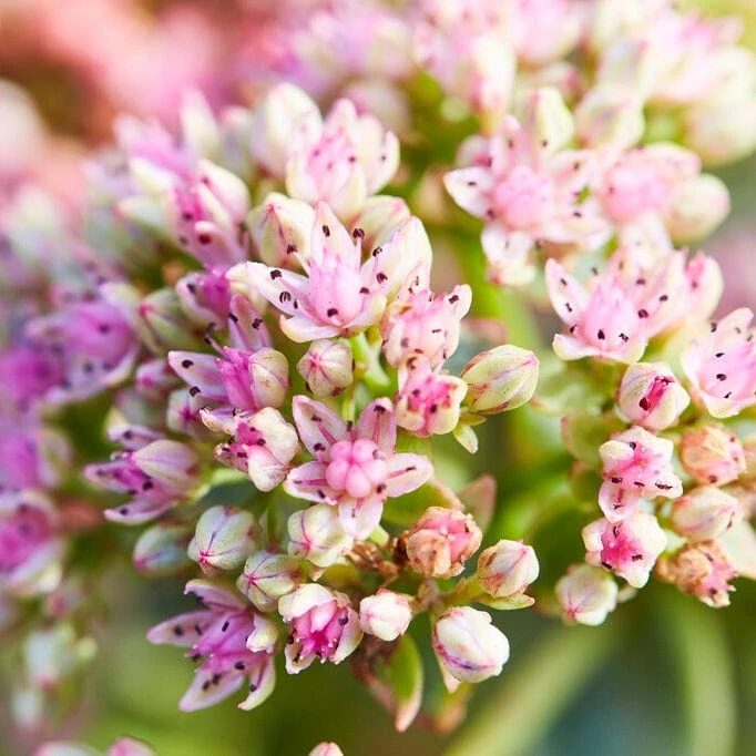 Sedum 'Sunsparkler Lime Zinger' 3 Sedum 'Sunsparkler Lime Zinger'