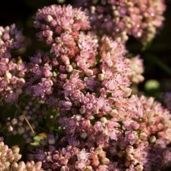 Sedum 'Sunsparkler Lime Zinger' 9 Sedum 'Sunsparkler Lime Zinger' -Bloom And Harvest PB0647 3