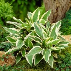 Hosta 'Patriot' -Bloom And Harvest PB0673 3