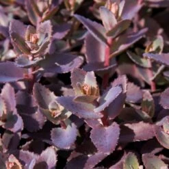 Sedum 'Chocolate Cherry' -Bloom And Harvest PB0735 1