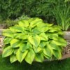 Hosta 'Velvet Moon' -Bloom And Harvest PB0778 1