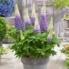 Lupin West Country Persian Slipper -Bloom And Harvest PB0809 1