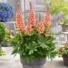 Lupin West Country Salmon Star -Bloom And Harvest PB0810 1