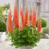 Lupin West Country Terracotta -Bloom And Harvest PB0811 1