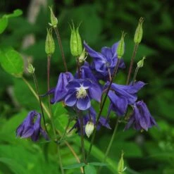 Aquilegia Barlow Blue -Bloom And Harvest PB0831 1