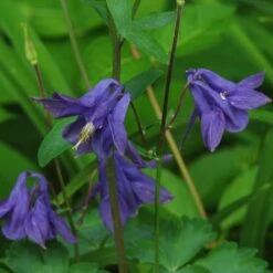 Aquilegia Barlow Blue -Bloom And Harvest PB0831 2