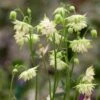 Aquilegia Barlow White 1 Aquilegia Barlow White -Bloom And Harvest PB0834 1