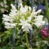Agapanthus Bridal Bouquet -Bloom And Harvest PB0864 1