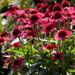 Echinacea 'Delicious Candy' -Bloom And Harvest PB1157 3 6e43414f fa26 4234 9d21 1123bb1bd685