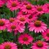 Echinacea 'Sensation Pink' -Bloom And Harvest PB1163 1 36b0d657 56fd 4196 8342 4a2527584a05
