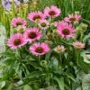 Echinacea 'SunSeekers Bubblelicious' -Bloom And Harvest PB1167 1 72748551 8d91 400a a527 ecaf7e0c0354