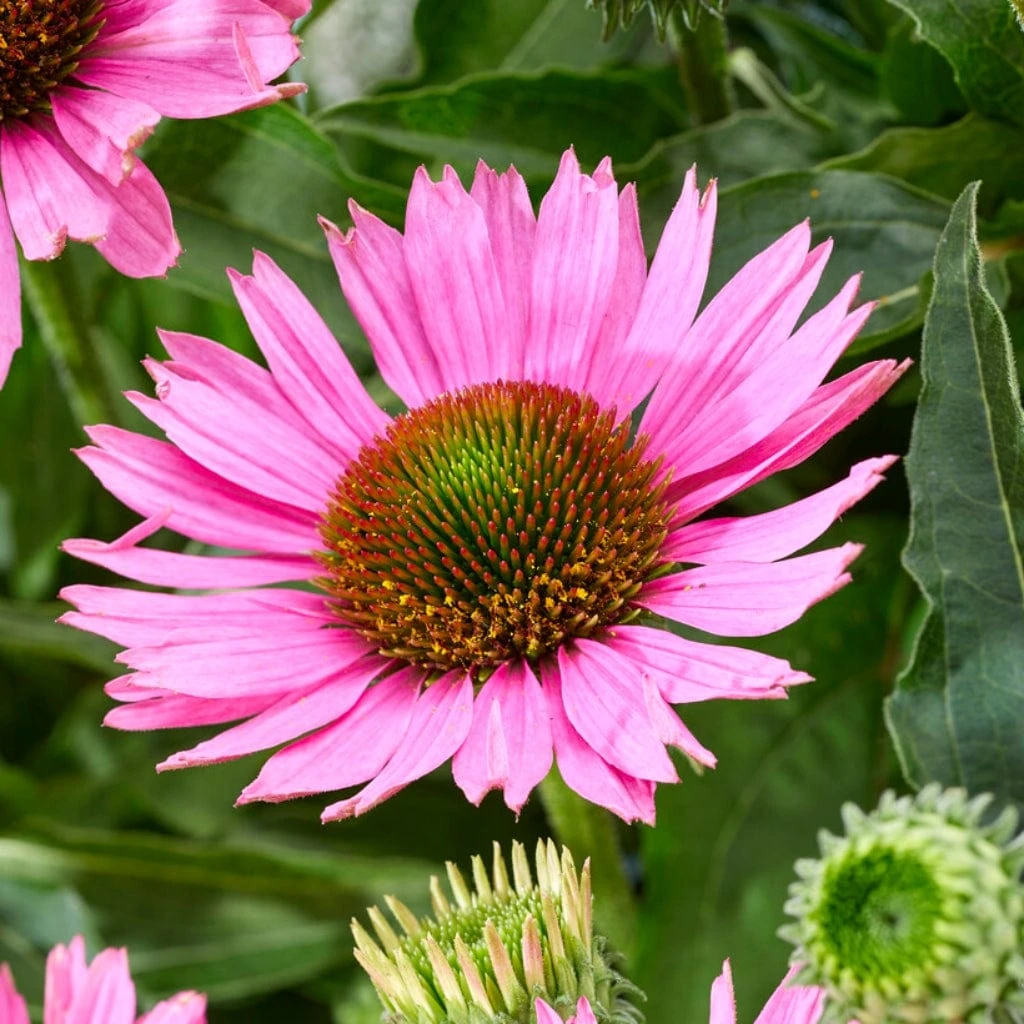 Ultimate Echinacea Collection 5 Ultimate Echinacea Collection - Image 3