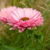 Echinacea 'SunSeekers Salmon' -Bloom And Harvest PB1177 1 f8d46f64 dea4 41be bd2e 4f9ad096b362