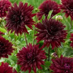 Dahlia 'Black Touch' -Bloom And Harvest PB1921 2