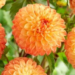 Dahlia 'Souvenir D'Ete' -Bloom And Harvest PB1972 2