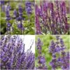 Spectacular Salvia Collection -Bloom And Harvest PBCOL10 1