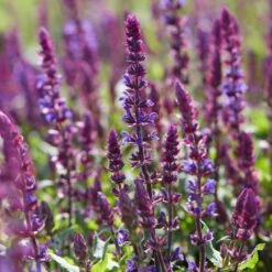 Spectacular Salvia Collection -Bloom And Harvest PBCOL10 3