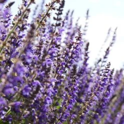 Spectacular Salvia Collection -Bloom And Harvest PBCOL10 4