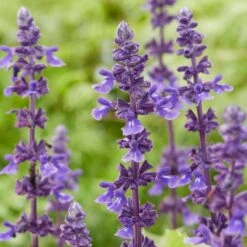Spectacular Salvia Collection -Bloom And Harvest PBCOL10 5