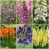 Best Tall Flowers | Perennials For Colour And Height -Bloom And Harvest PBCOL49 1