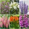 Top Tall Perennials | Plants For Height And Structure -Bloom And Harvest PBCOL50 1