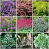 Best Ground Cover Plants | A Carpet Of Flowers -Bloom And Harvest PBCOL51 1