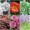 Sensory Garden Plants | Tactile, Bright & Fragrant -Bloom And Harvest PBCOL55 1