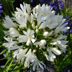 Stately Agapanthus Collection -Bloom And Harvest PBO442 1 22713639 7afc 4ce6 b147 454abe74de37
