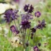 Aquilegia 'Black Barlow' -Bloom And Harvest PBO455 1