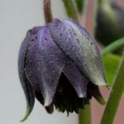 Aquilegia 'Black Barlow' -Bloom And Harvest PBO455 4