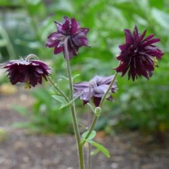 Aquilegia 'Black Barlow' -Bloom And Harvest PBO455 5