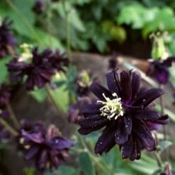 Aquilegia 'Black Barlow' -Bloom And Harvest PBO455 6