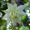 Aquilegia 'Green Apples' -Bloom And Harvest PBO457 1