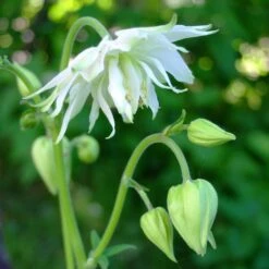 Aquilegia 'Green Apples' -Bloom And Harvest PBO457 4