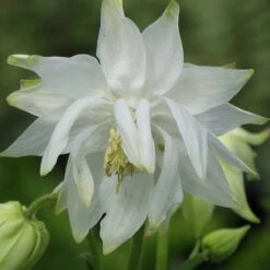 Aquilegia 'Green Apples' -Bloom And Harvest PBO457 6
