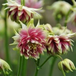 Aquilegia 'Nora Barlow' -Bloom And Harvest PBO459 3