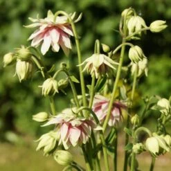 Aquilegia 'Nora Barlow' -Bloom And Harvest PBO459 4