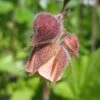 Geum Rivale | Water Avens -Bloom And Harvest PON056 1