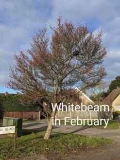 Whitebeam Tree | Sorbus Aria 'Lutescens' -Bloom And Harvest PXL 20210210 091751122.MP 2