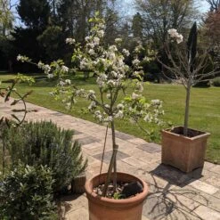 Egremont Russet Apple Tree Dwarfing Rootstock -Bloom And Harvest PXL 20210424 130844355