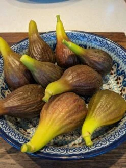 The 3 Best Fruits To Grow In Pots | Nectarine, Fig & Blueberry -Bloom And Harvest PXL 20210725 093150100 900x 9245256d 3a6c 4ba0 8c55 8c2804cda3a9