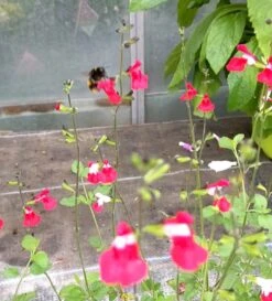 Salvia 'Hot Lips' -Bloom And Harvest PXL 20210731 110958776 exported 1666