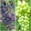 Patio Grape Vines Collection -Bloom And Harvest PatioGrapes 3222fc9c ded9 4648 9149 dc0a277ae002