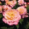 'Perfect Harmony' Hybrid Tea Rose -Bloom And Harvest Perfect Harmony 1