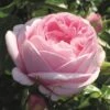 'Pink Martini' Hybrid Tea Rose 2 'Pink Martini' Hybrid Tea Rose -Bloom And Harvest Pink Martini