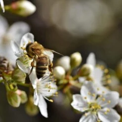Old Greengage Plum Tree -Bloom And Harvest Plum add2 20e2f1cc 4807 4ae4 9263 5f17817a7deb