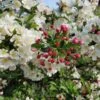 'Professor Sprenger' Crabapple Tree -Bloom And Harvest Professor 1