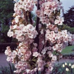 Flagpole Cherry Blossom Tree | Prunus Amanogawa -Bloom And Harvest PrunusAmanogawaG2001