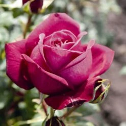 'Pure Poetry' Hybrid Tea Rose